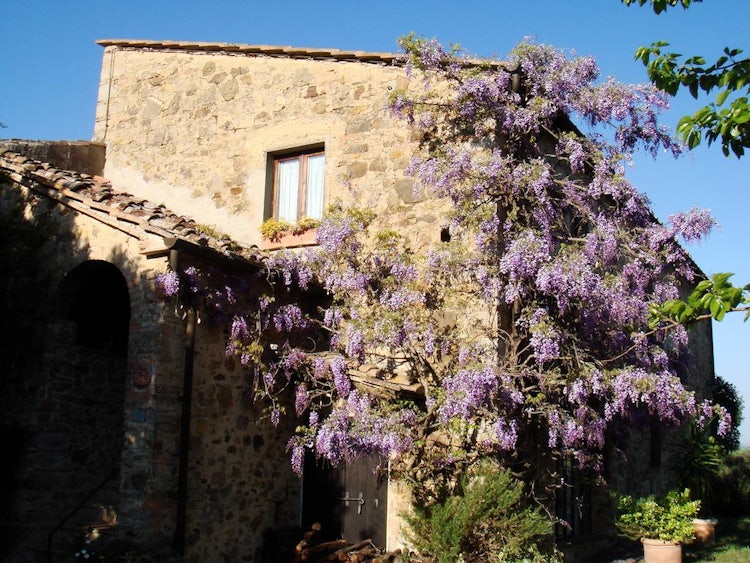 Podere Patrignone wisteria-covered vacation villa in Castellina in Chianti :: Discover Tuscany