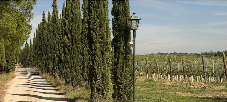 Tenuta San Vito: Family run agriturimo & vineyards