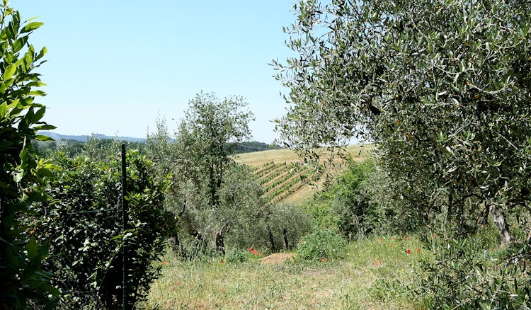 Tenuta San Vito: Family run agriturimo & vineyards